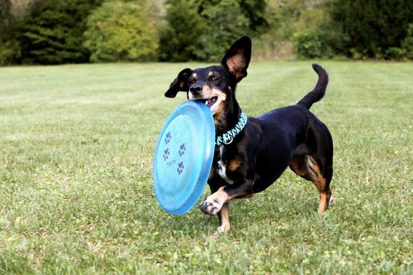 Dachshund having fun playing firsbee