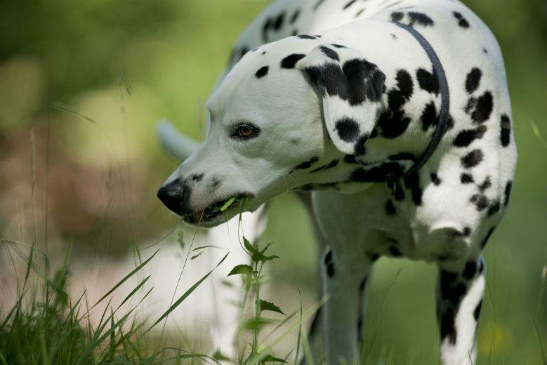 dalmatian eating grass