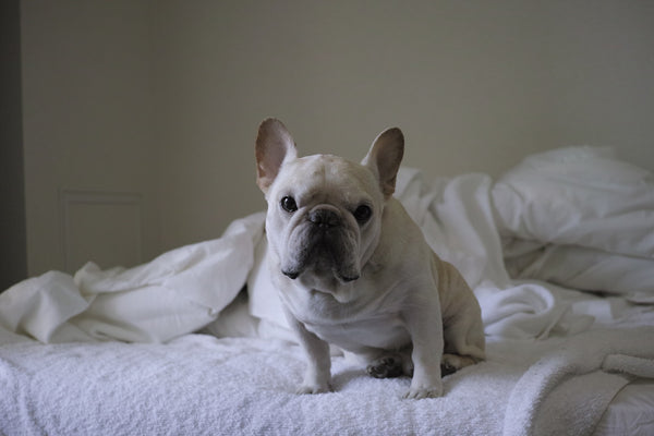 french bull dog looks depressed