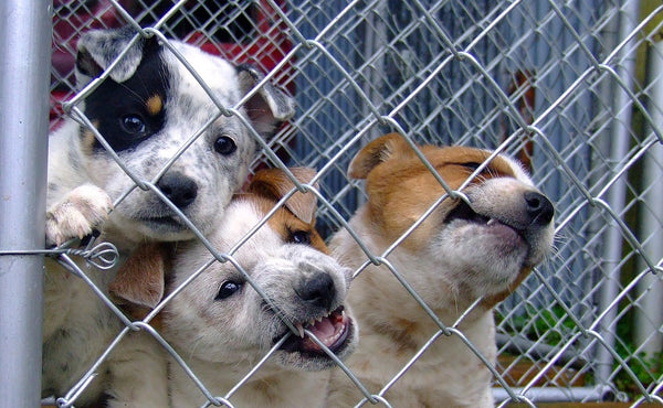 puppies-in-shelter