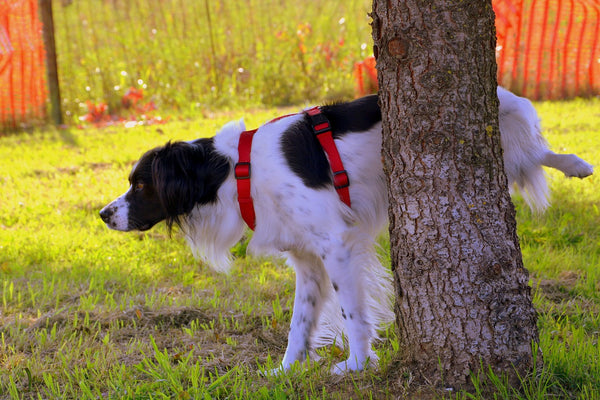 Dog peeing on the tree making marks