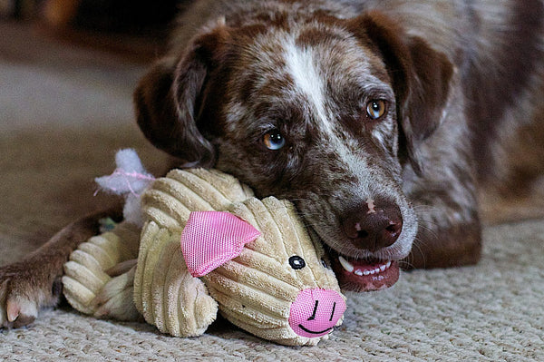 Dog playing with his toy