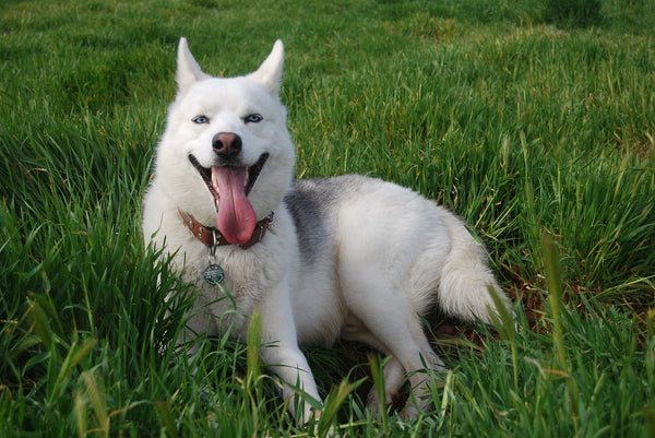 siberian-husky