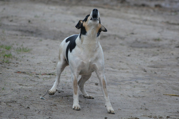 Dog howling 