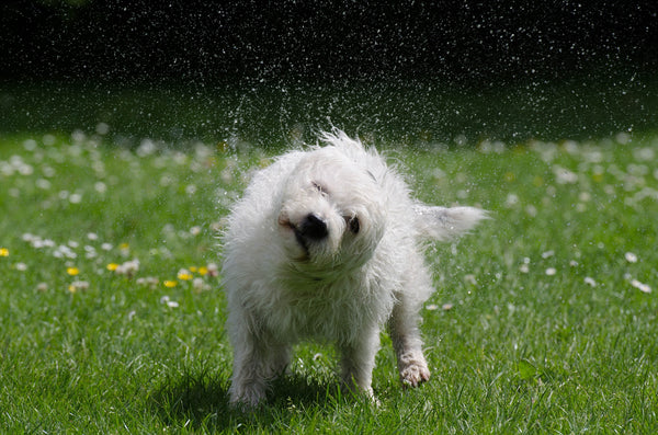 dog-shakeing-head