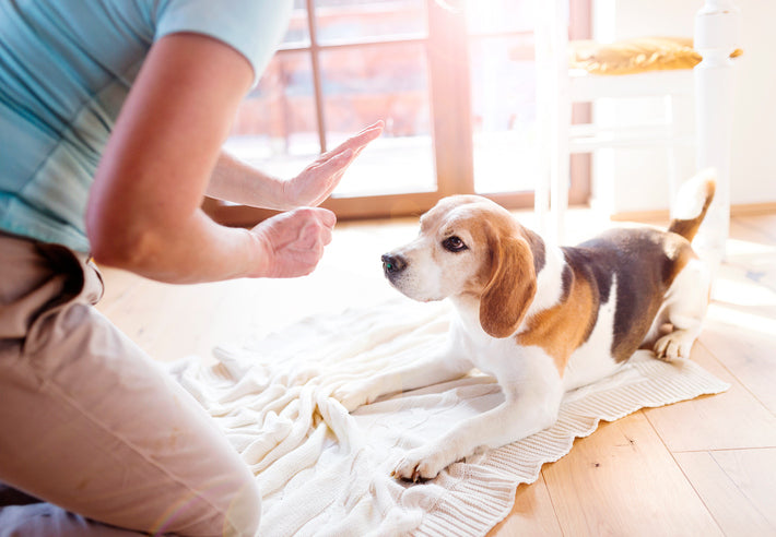 dog clicker training