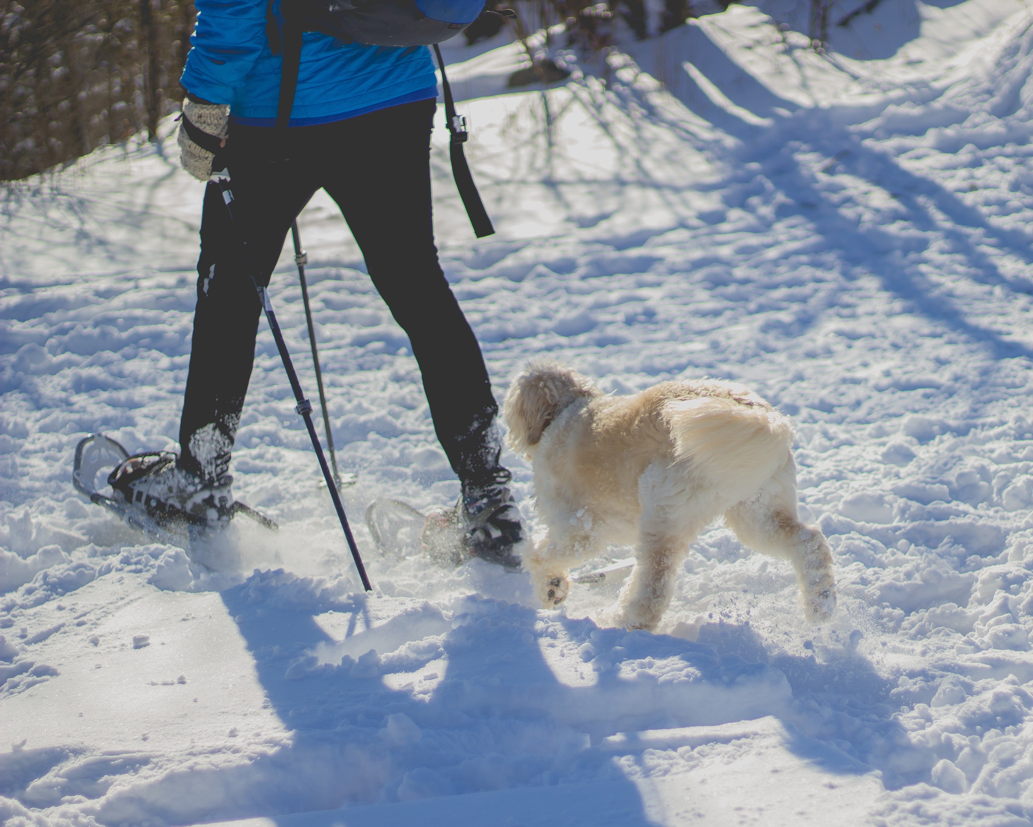 dog on walk