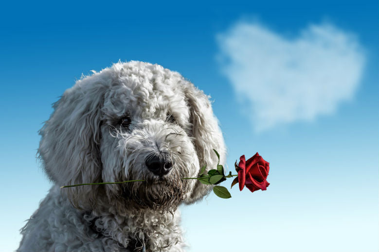 dog with rose