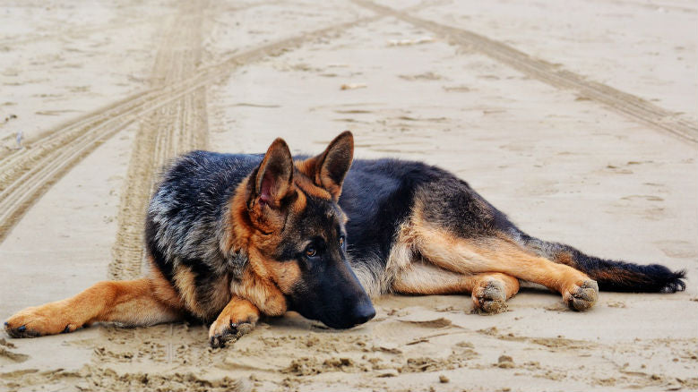 dog breeds without separation anxiety