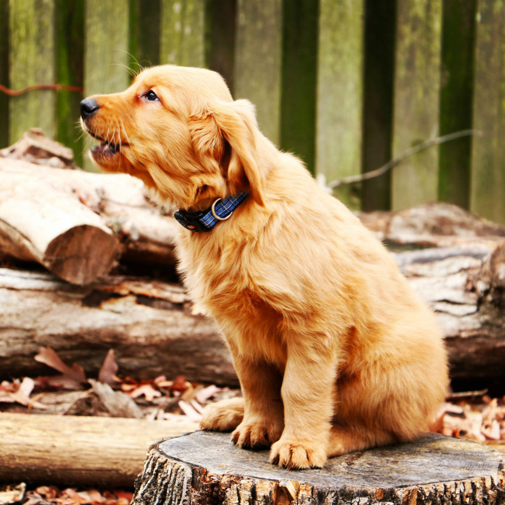 golden retriever puppy