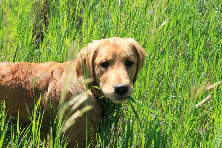 golden eating grass