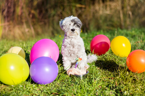 party dog friends 