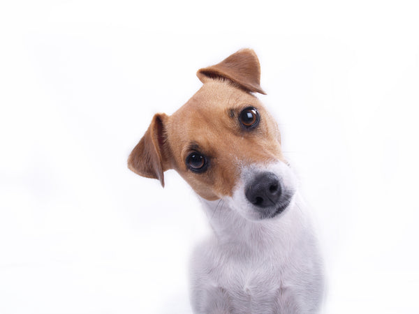 Dog with head tilting