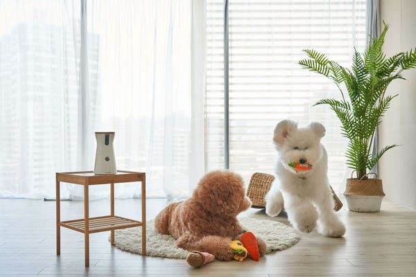 keep tabs on your puppy with furbo