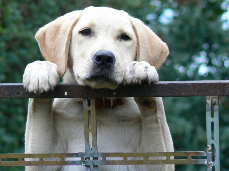 nervous labrador retriever