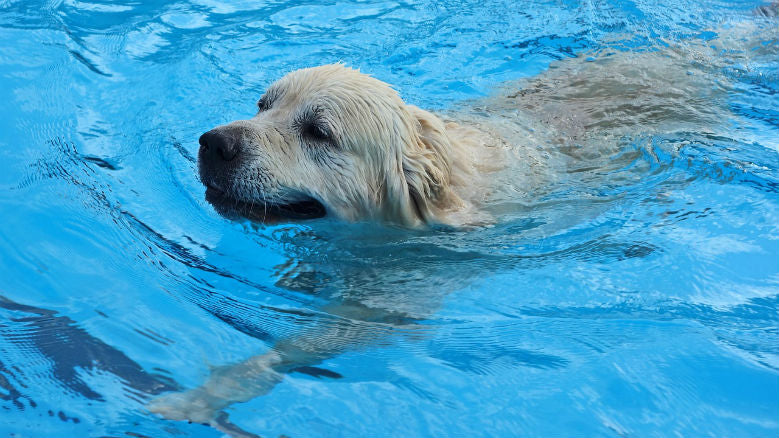 labrador retriever swimming