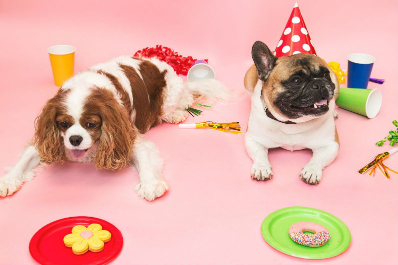 puppy-birthday-party