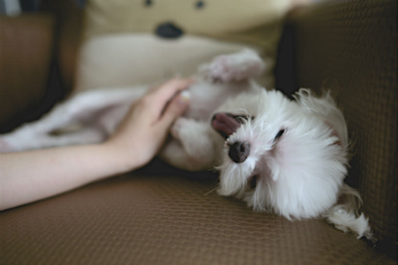 pet-puppy-belly