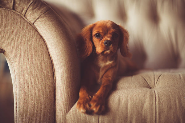 Dog on sofa