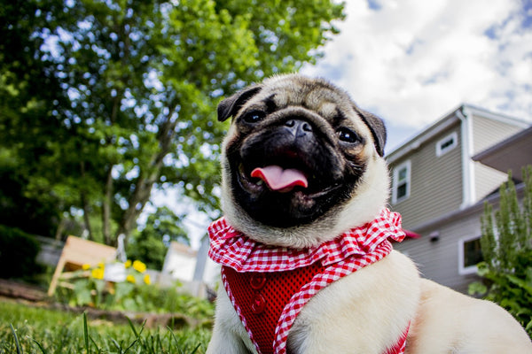 Pug Smiling 