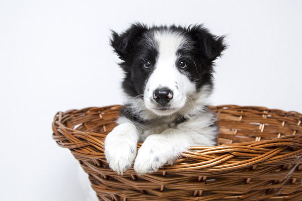 Border Collie puppy in the basket