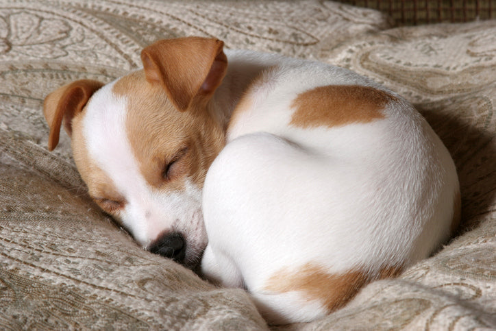 puppy curled up