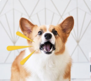 A Corgi standing in the modern living room and barking at the camera