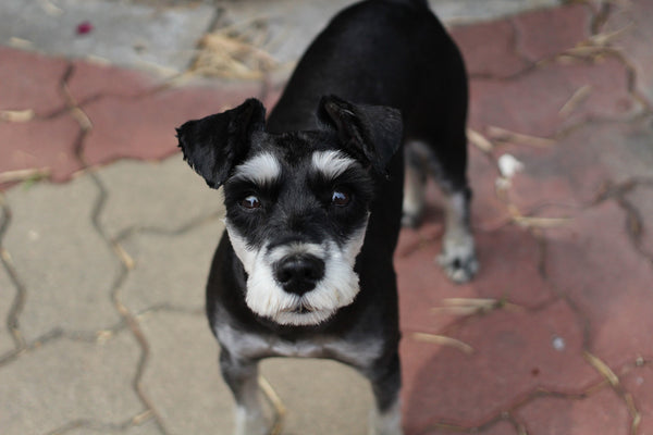 Miniature Schnauzer looking up to camera