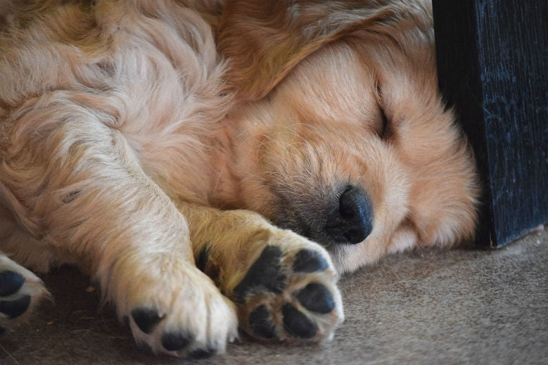 ways dogs sleep