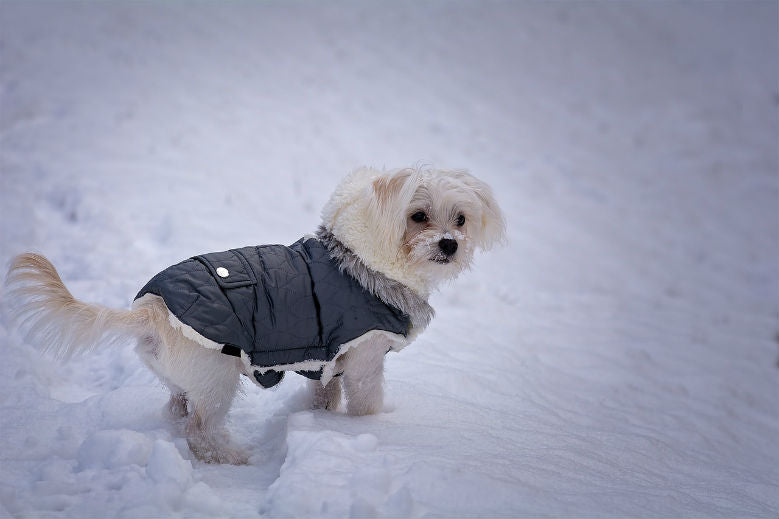 white-dog-vest