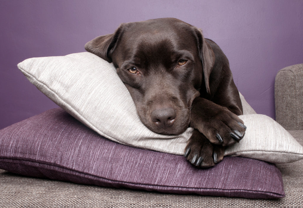 dog relaxing