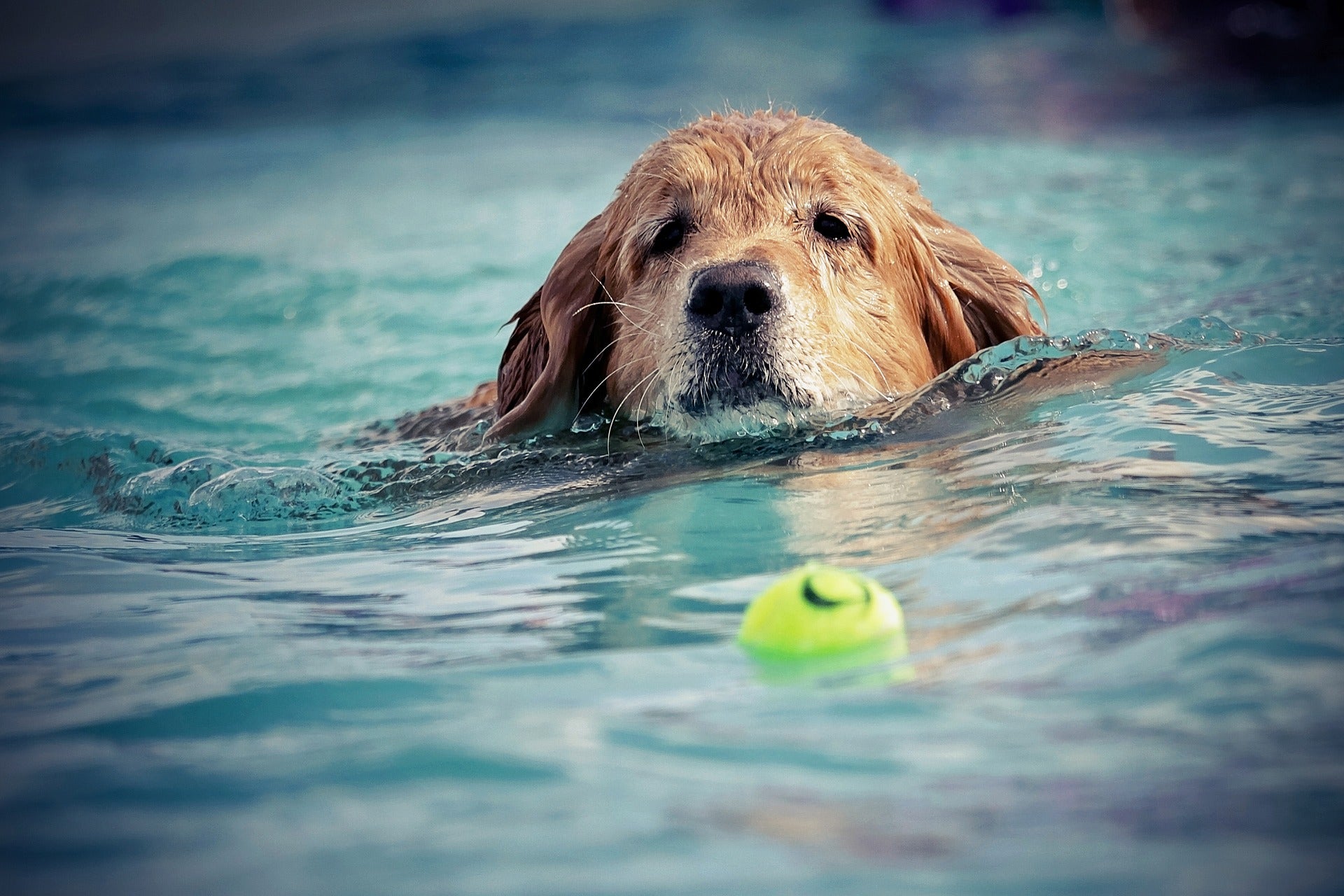 swim with your dog