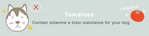 tomato dog healthy toxic food fruits