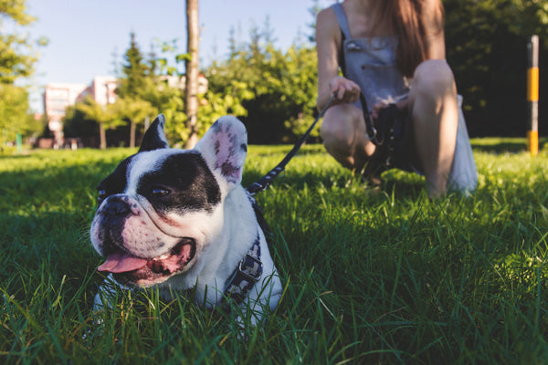 French bull dog and a woman in a walk at park