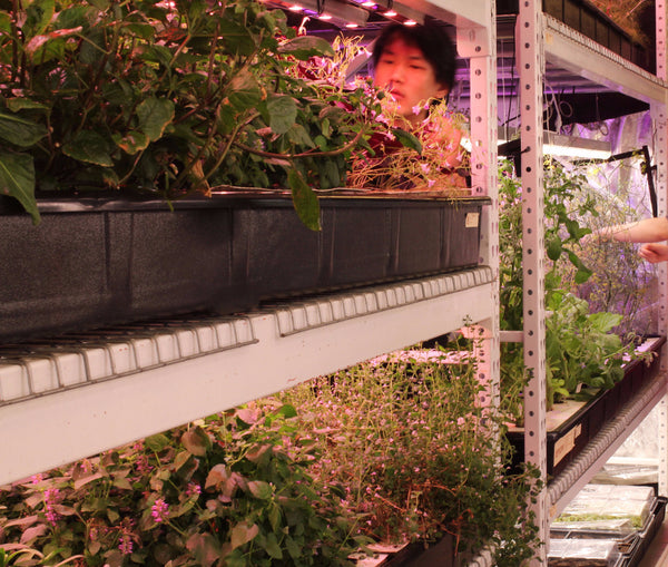 hydroponic farm in downtown Manhattan