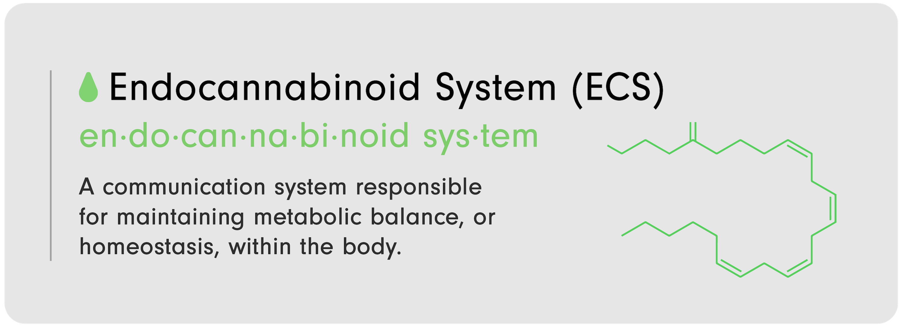 CBD 101 Infographic by LEVO that reads, "Endocannabinoid System (ECS): A communication system responsible for maintaining metabolic balance, or homeostasis, within the body."