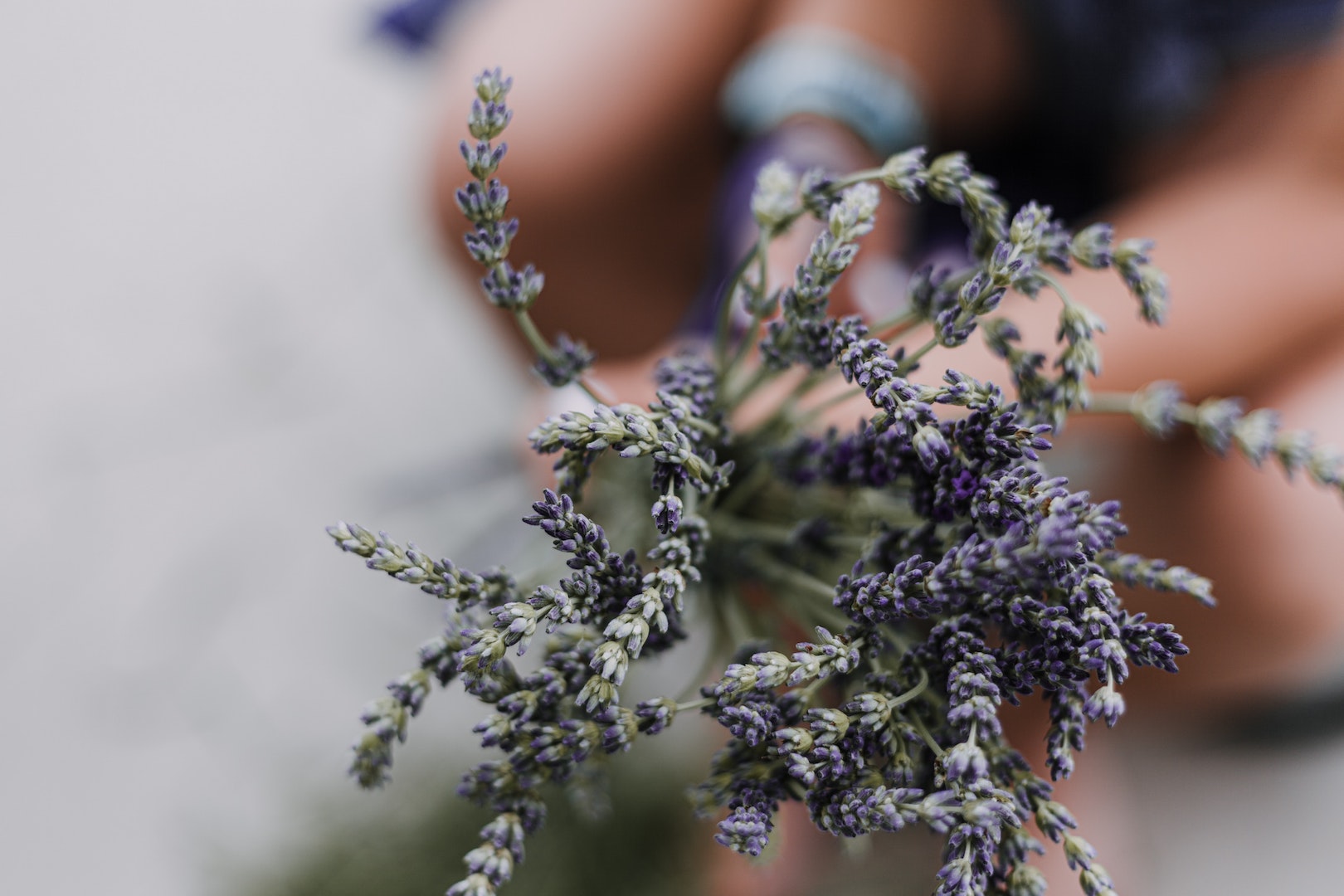 Image of lavender used to make herbal infusions with LĒVO.