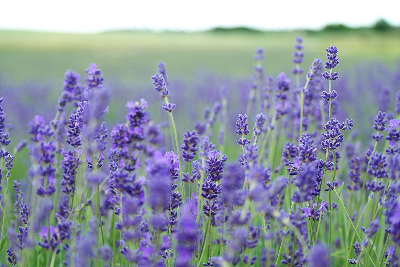 Lavenders in a field. Explore LĒVO's terpene chart.