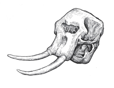 Elephant Skull