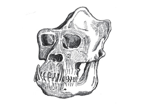 Gorilla Skull