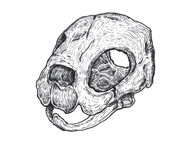 Turtle Skull