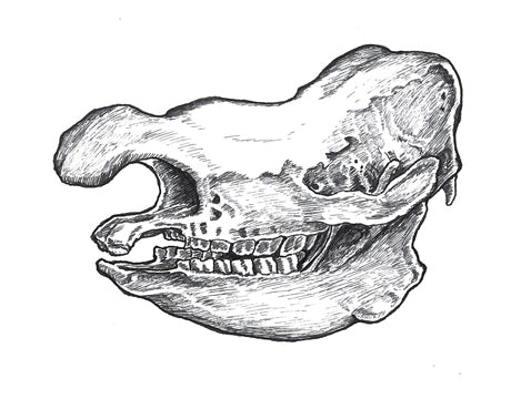 Rhino Skull