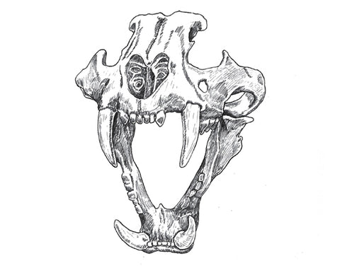 Tiger Skull