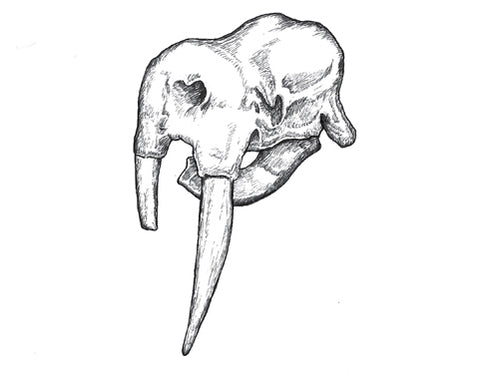 Walrus Skull