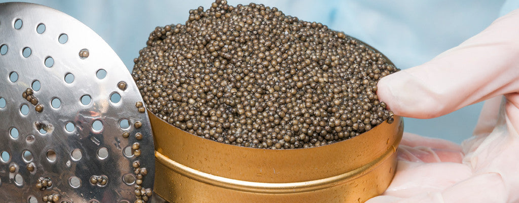 Fresh caviar is being produced