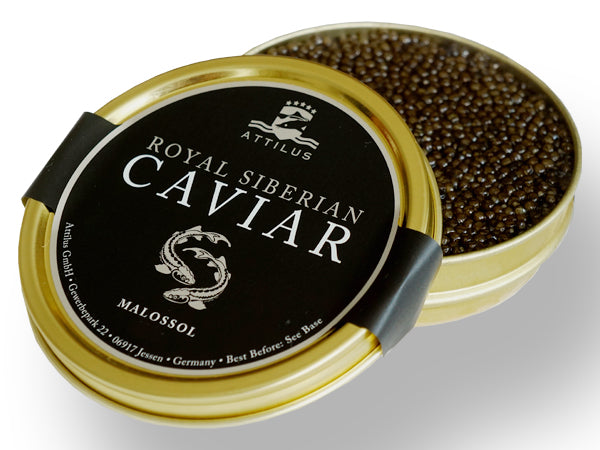 Royal Siberian Caviar - acipenser baerii sturgeon – Attilus Kaviar
