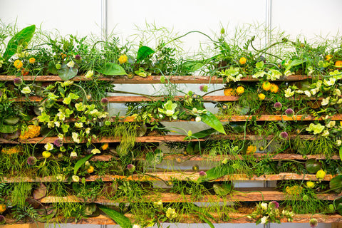 Plants on Fence