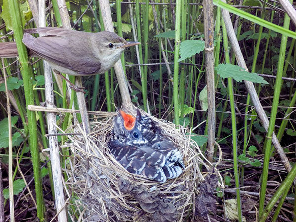 Baby Birds in Nest