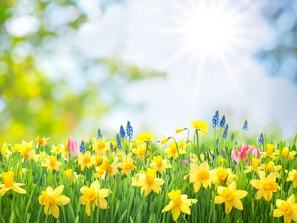 Spring Flower Field