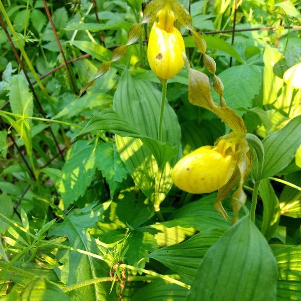 Golden Lady's Slippers